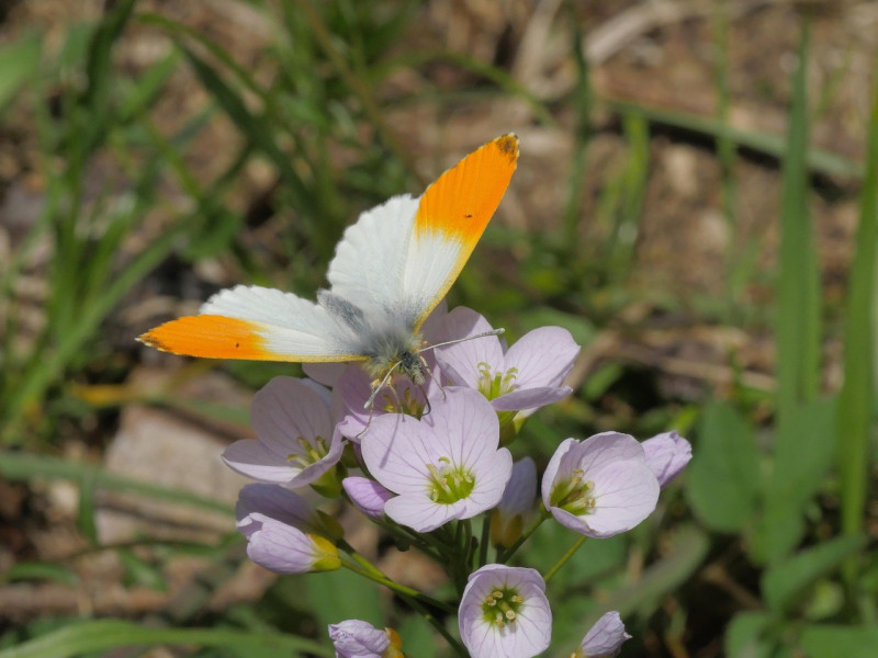 oranje-tipje-man-op-pinksterbloem-Anthocharis cardamines